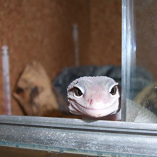 ひょこり