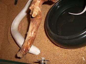 首無し死体