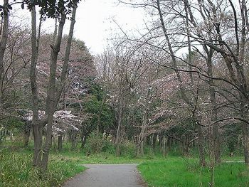 水元公園内　雑木林