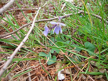 菫の花