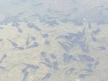 オタマジャクシ大量発生中