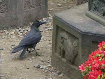 カラス