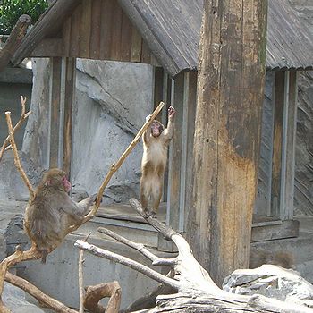 日本猿