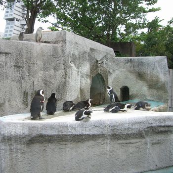 ペンギン＆ゴイサギ
