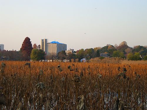 不忍池・冬