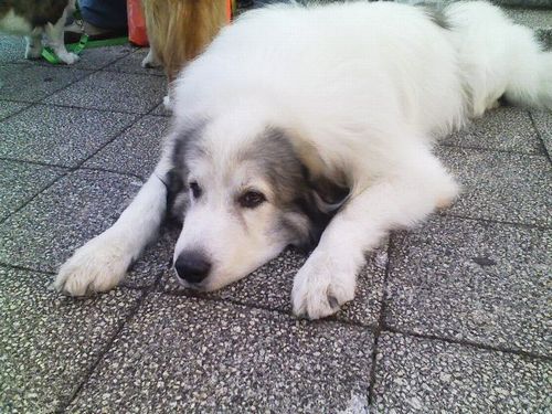 上野公園で会った犬さん