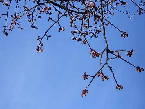 寒桜